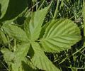 Rubus spp.